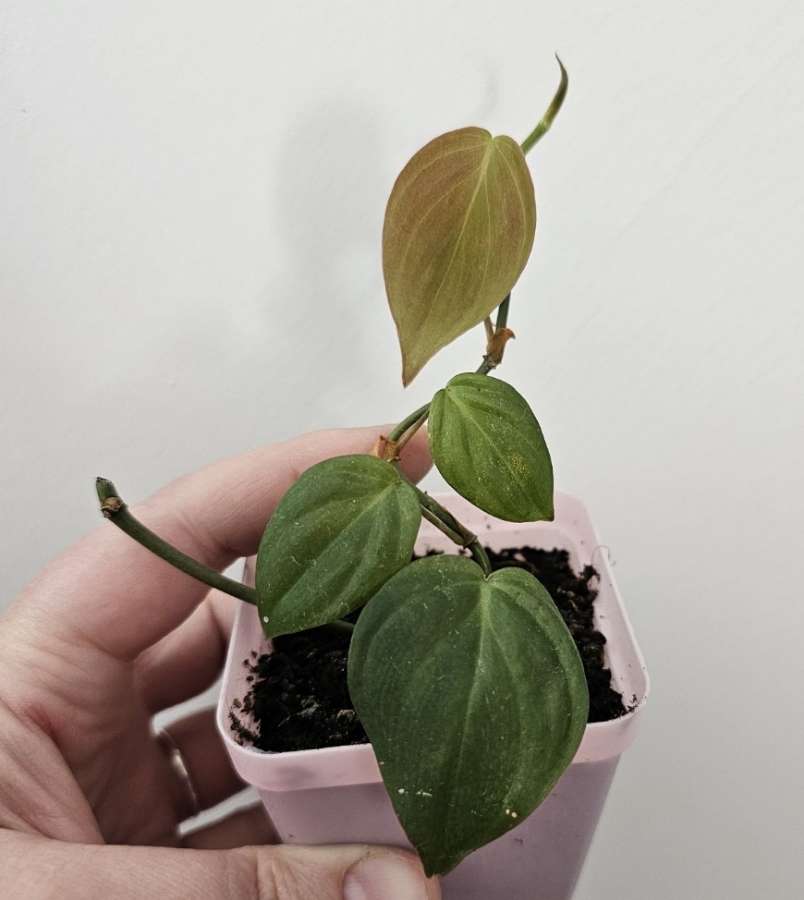 Philodendron micans 3