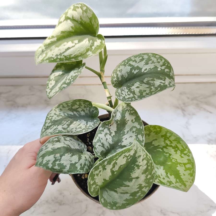 Scindapsus pictus trebie