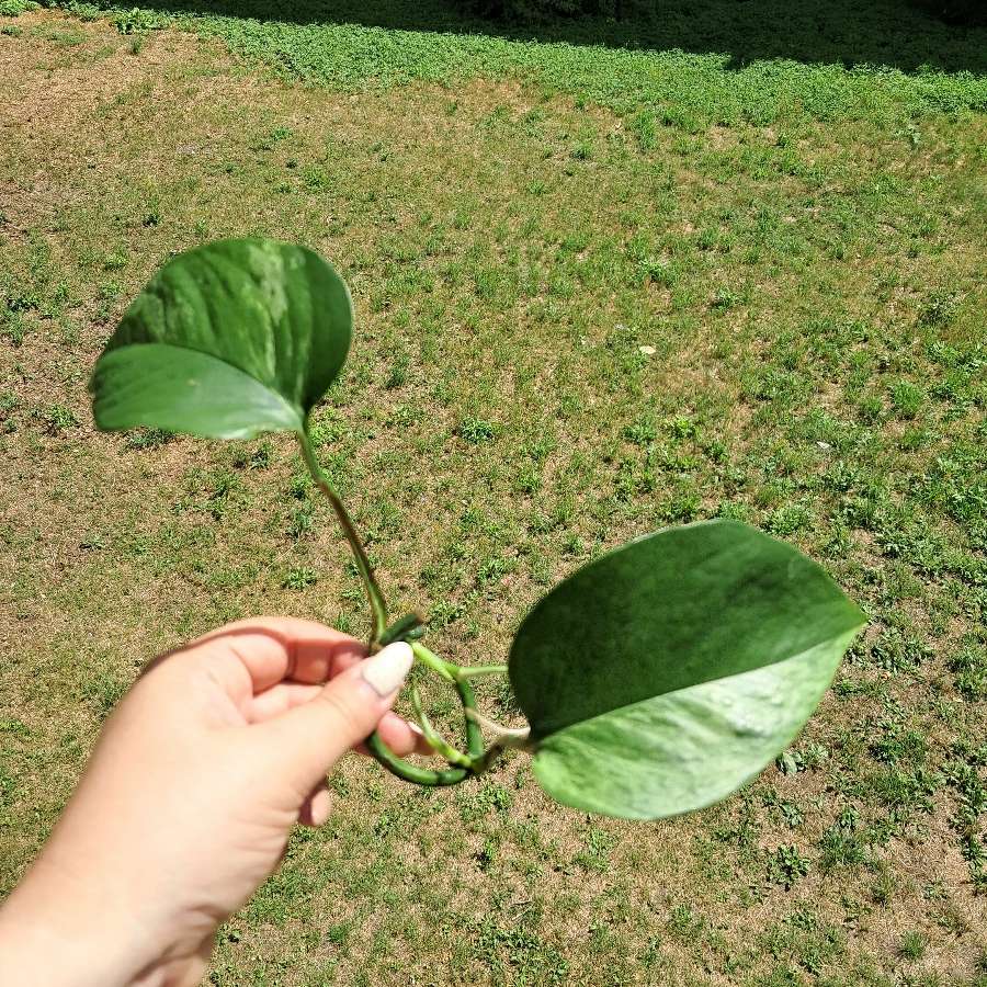 Epipremum marble Queen