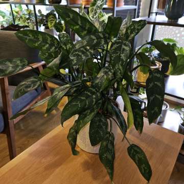 Aglaonema 'Maria'