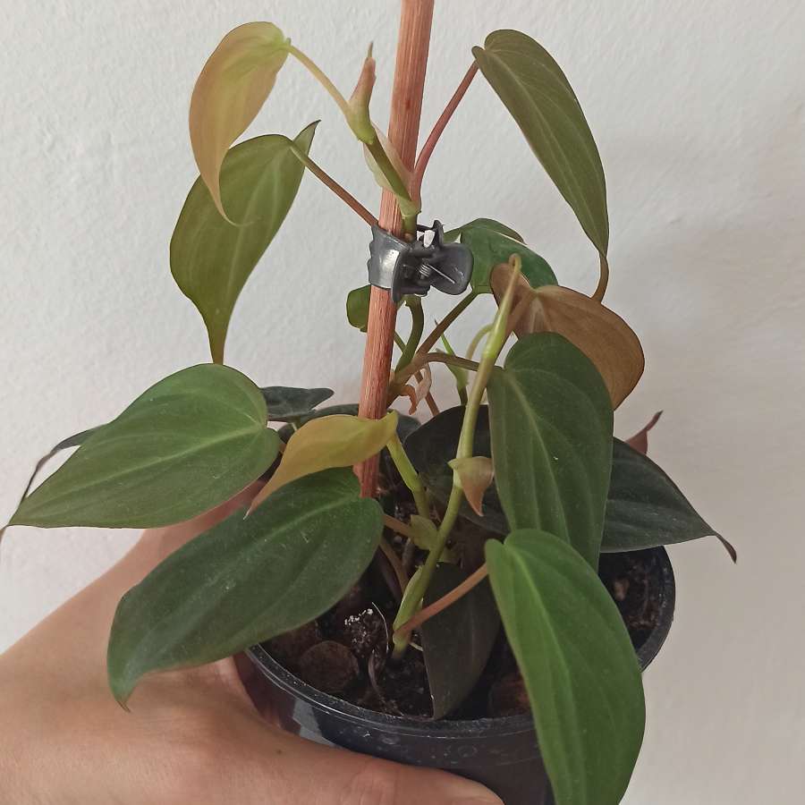 Philodendron micans