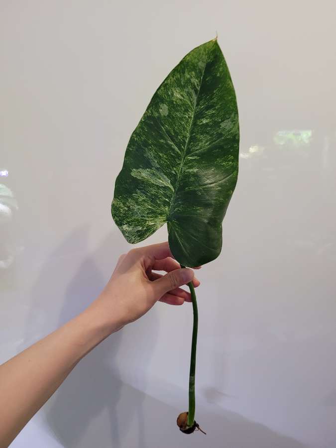 Philodendron Giganteum variegata 3