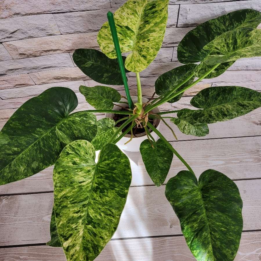 Philodendron Giganteum variegata