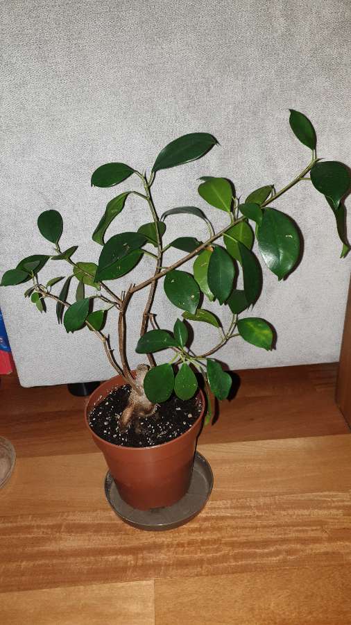Fikus bonsai 2