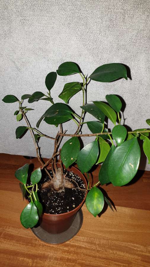 Fikus bonsai 5