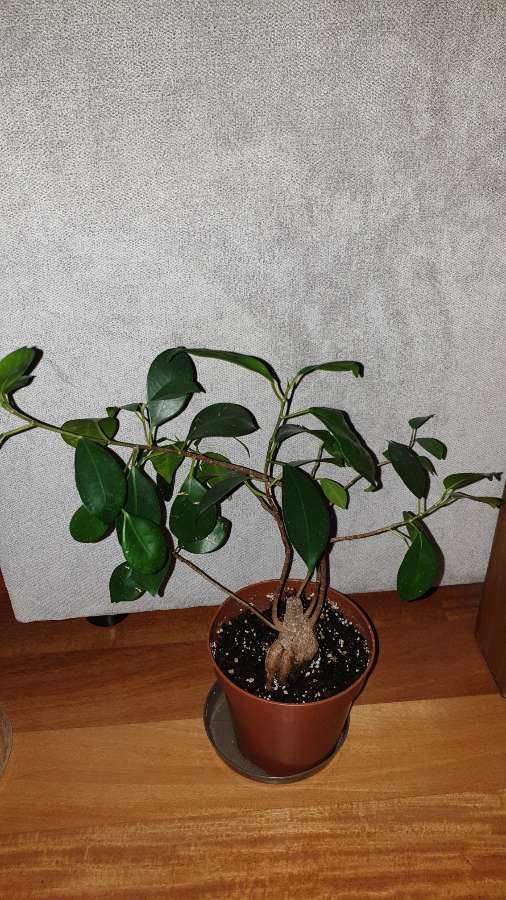 Fikus bonsai 3