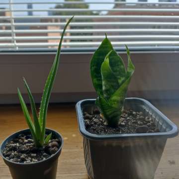 Sansevieria i aloes