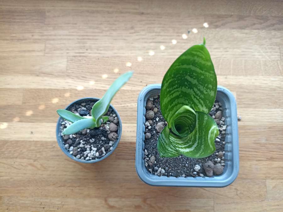 Sansevieria i aloes 2