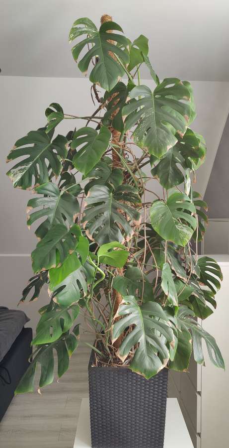 Monstera Deliciosa Variegata Albo XXL 180 cm 5