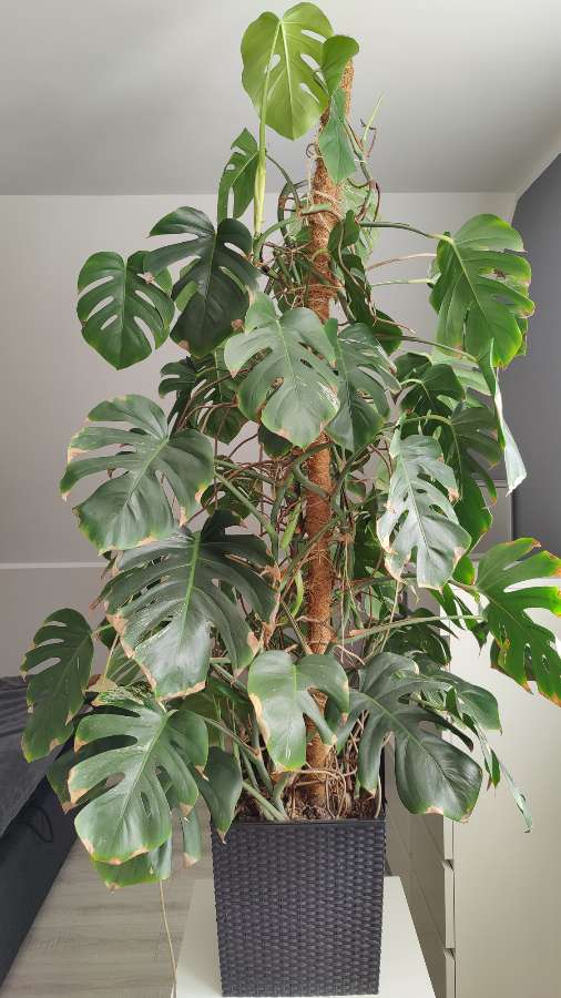 Monstera Deliciosa Variegata Albo XXL 180 cm 3