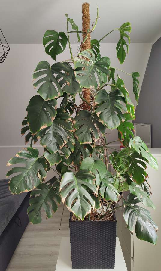 Monstera Deliciosa Variegata Albo XXL 180 cm 2