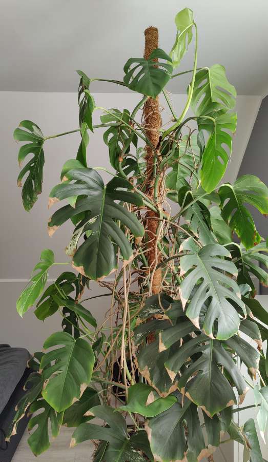 Monstera Deliciosa Variegata Albo XXL 180 cm 4