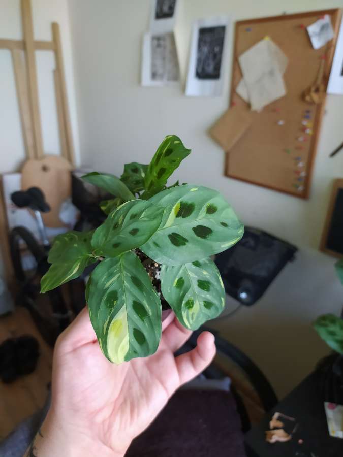 Maranta varie 2