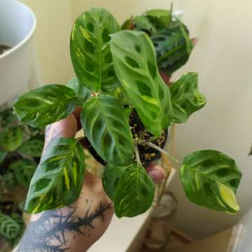 Maranta varie