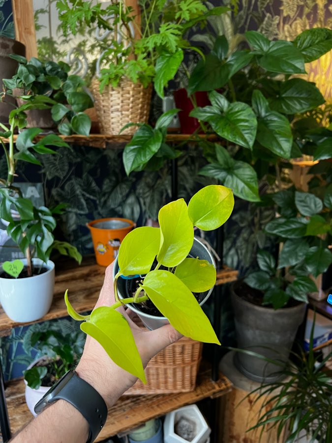 NEON 🍀 4