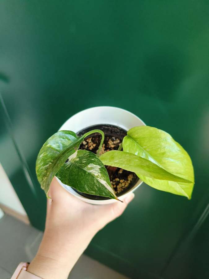 Epipremnum pinatum Variegata 2