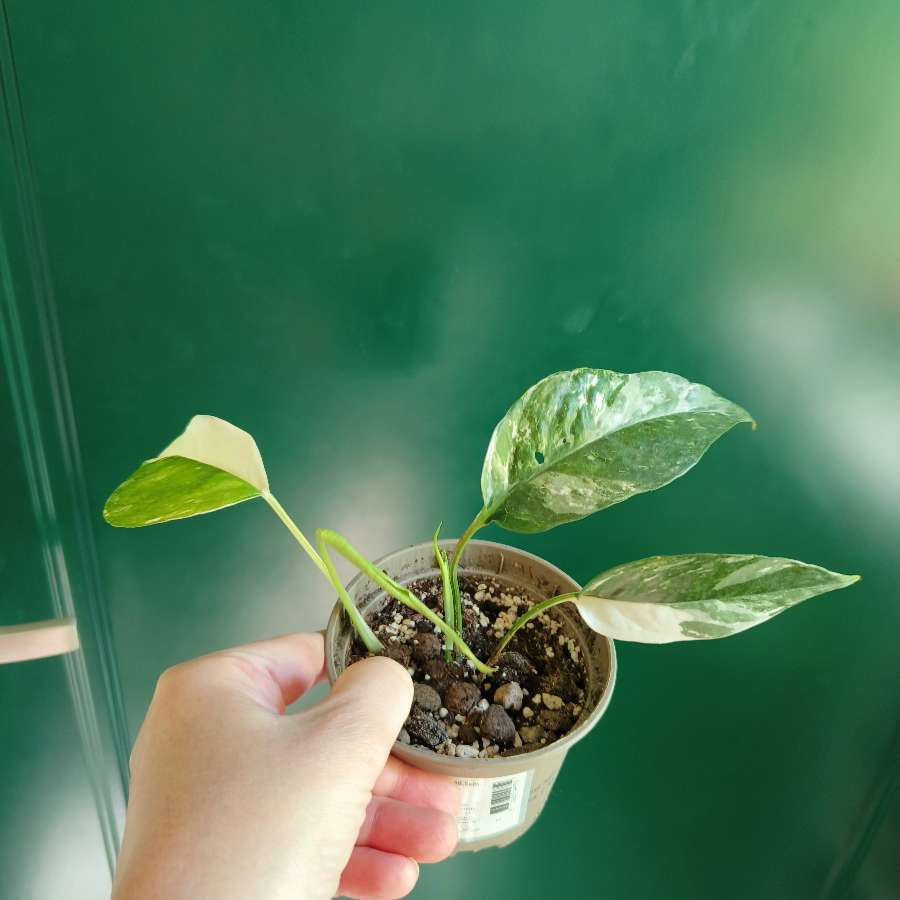 Epipremnum pinatum Variegata