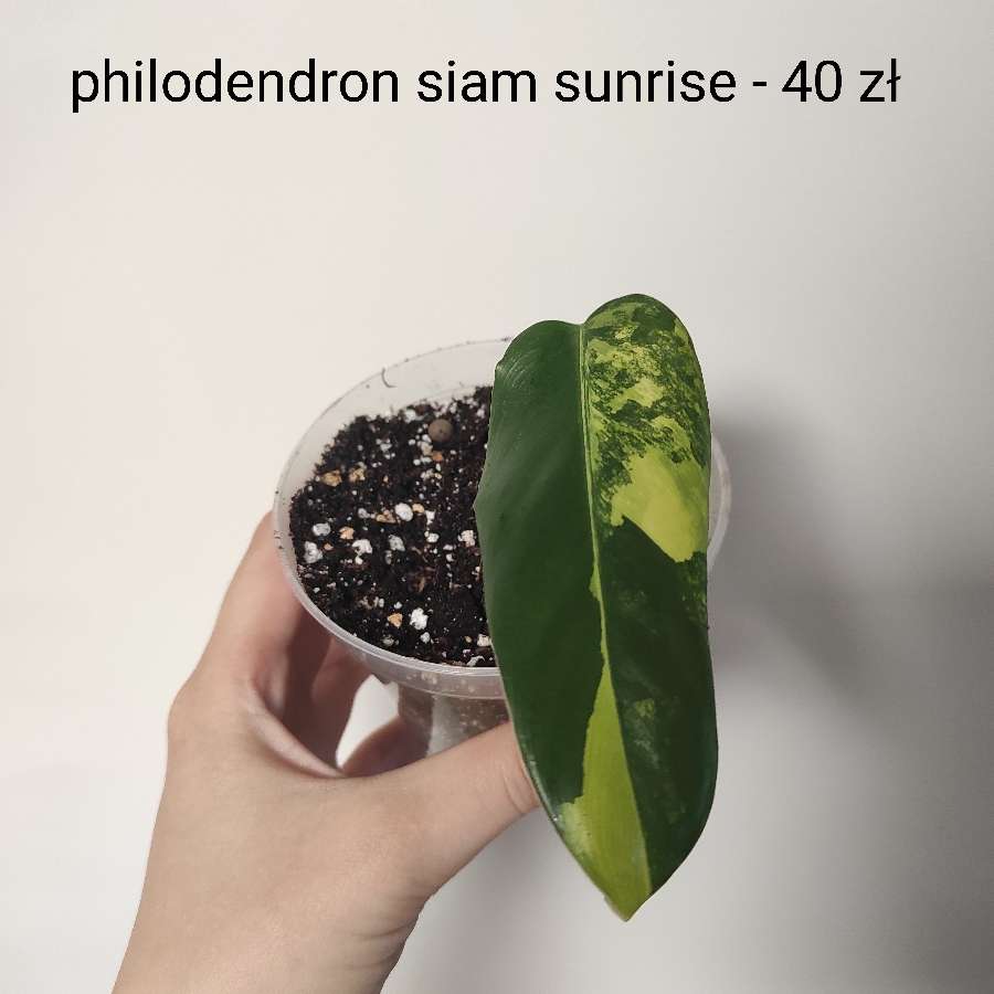 Philodendron siam sunrise