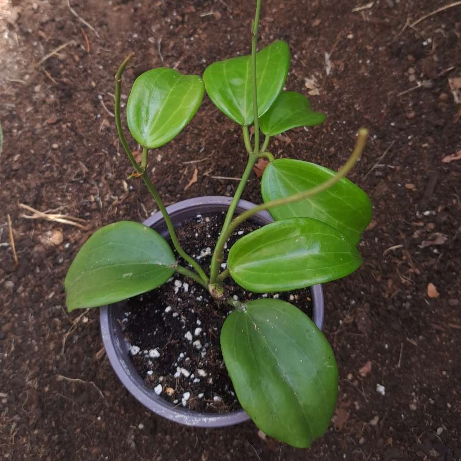 Hoya quinquenervia