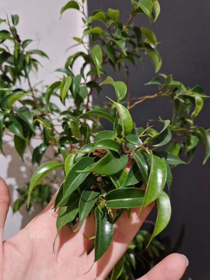 Ficus Benjamin 2