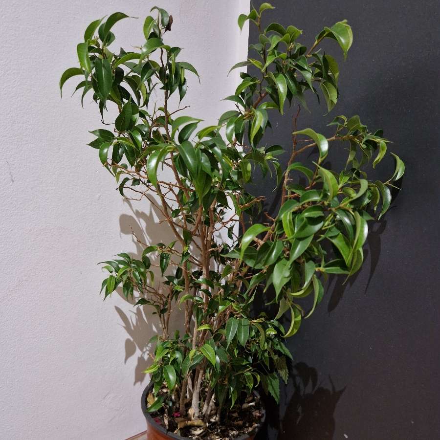 Ficus Benjamin