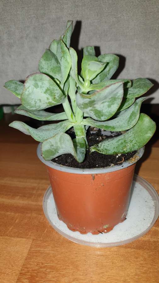 Grubosz crassula Arborescens lub undulatifolia Blue Hale 2