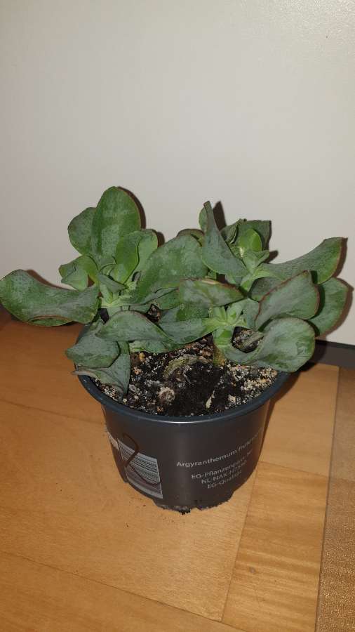 Grubosz crassula Arborescens lub undulatifolia Blue Hale 2