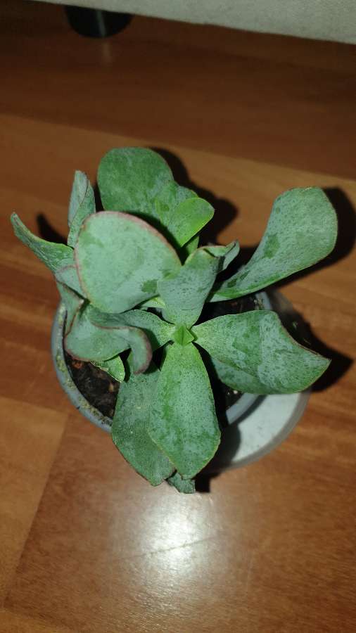 Grubosz crassula Arborescens lub undulatifolia Blue Hale 4