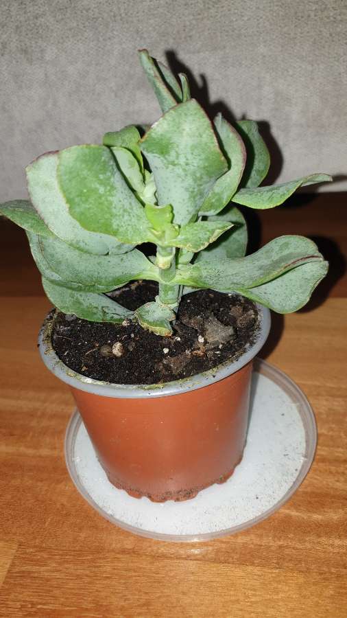 Grubosz crassula Arborescens lub undulatifolia Blue Hale 3