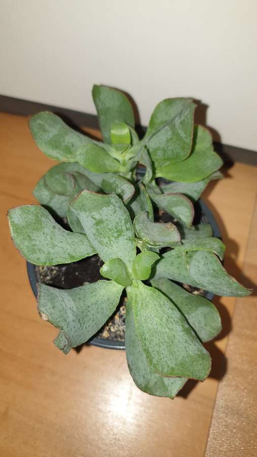 Grubosz crassula Arborescens lub undulatifolia Blue Hale 4