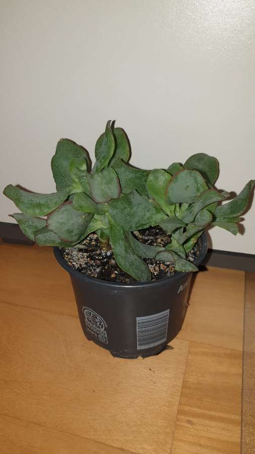 Grubosz crassula Arborescens lub undulatifolia Blue Hale 3