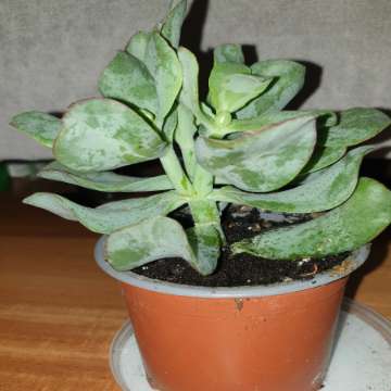 Grubosz crassula Arborescens lub undulatifolia Blue Hale