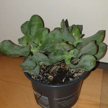 Grubosz crassula Arborescens lub undulatifolia Blue Hale