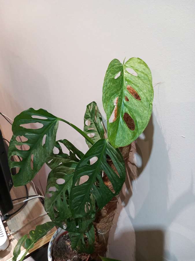 Monstera Mint 2