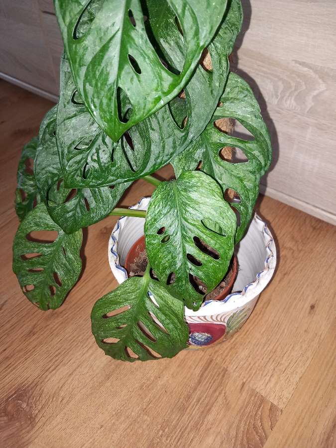 Monstera Mint 3