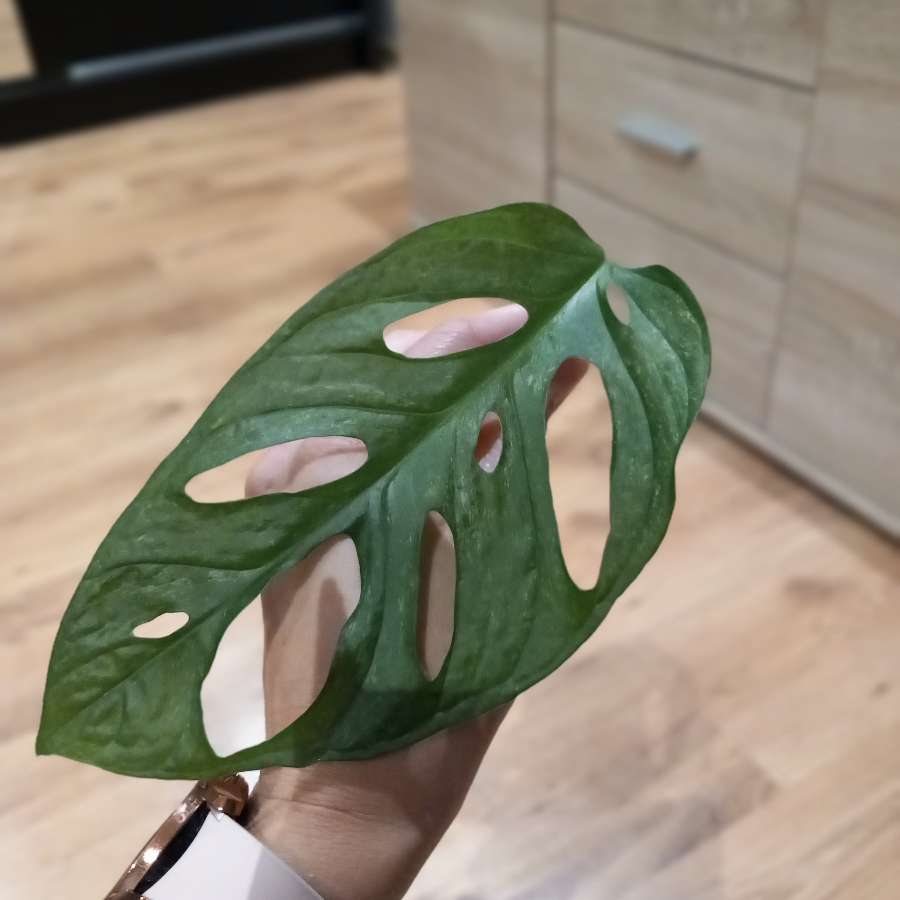 Monstera Mint