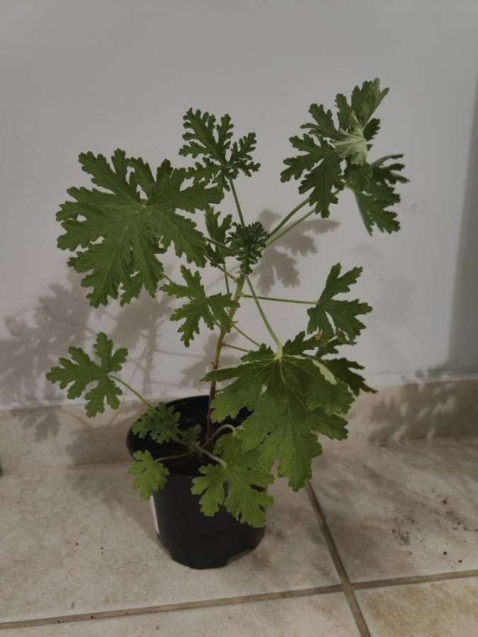 Geranium 5