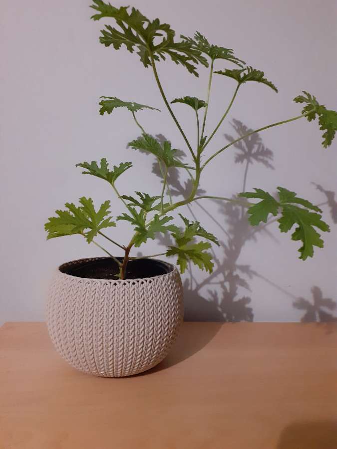 Geranium 3