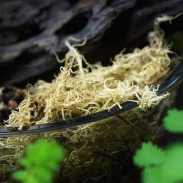 Sphagnum ŻYWE! Prawdziwe, żywe nie w brykiecie. Torfowiec.