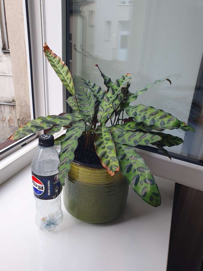 Calathea lancifolia 3