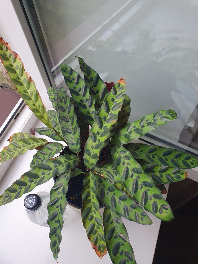 Calathea lancifolia 2