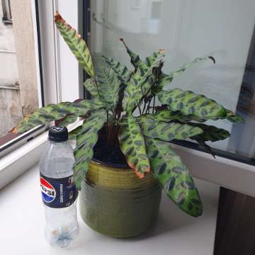 Calathea lancifolia