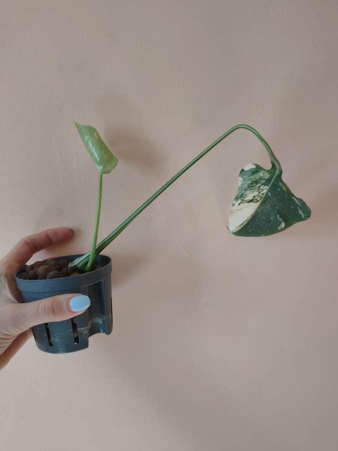 Monstera Thai Constellation 2