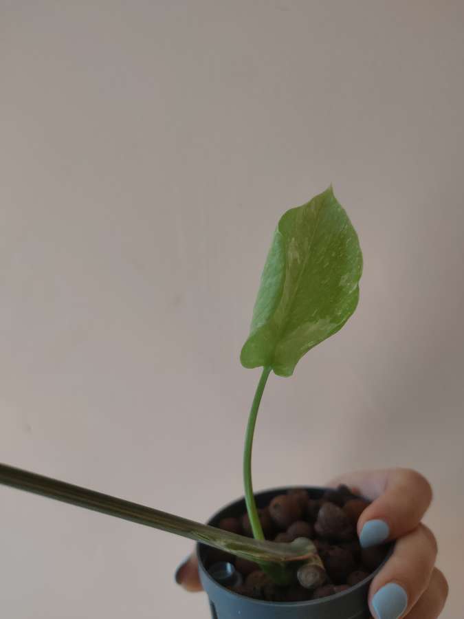 Monstera Thai Constellation 3