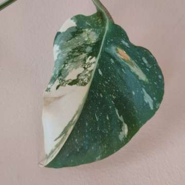 Monstera Thai Constellation