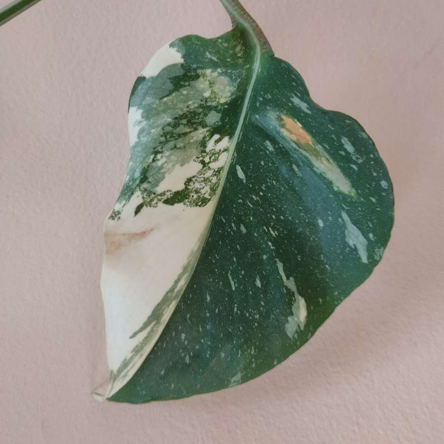 Monstera Thai Constellation