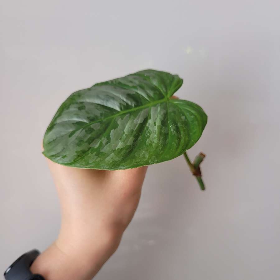 Philodendron majestic