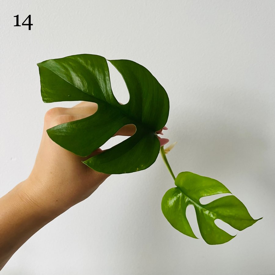 Rhaphidophora tetrasperma