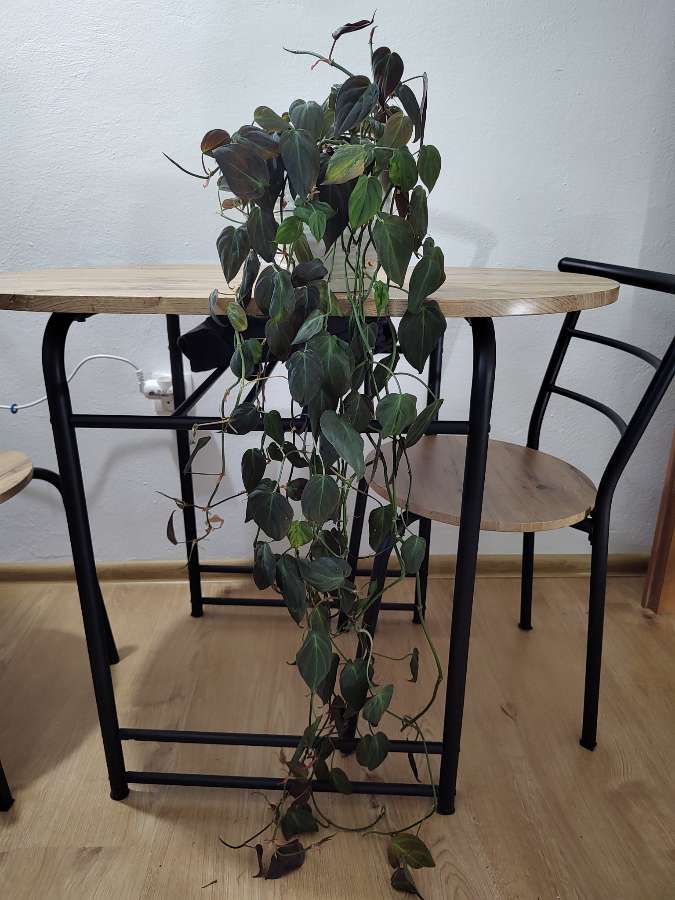 Philodendron micans 2