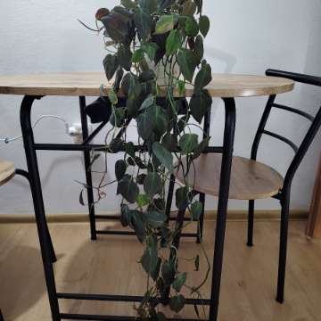 Philodendron micans
